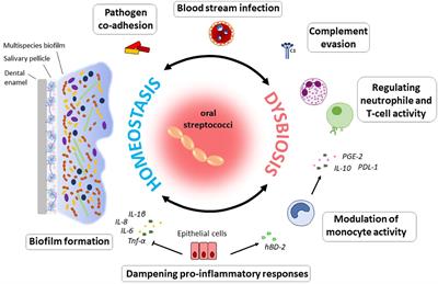 Oral streptococci: modulators of health and disease